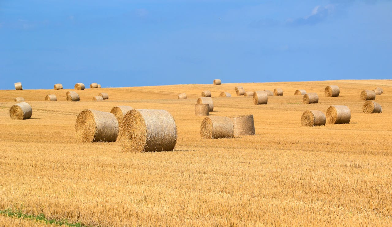 Scenic view of round hay bales scattered across a harvested wheat field under a clear blue sky.