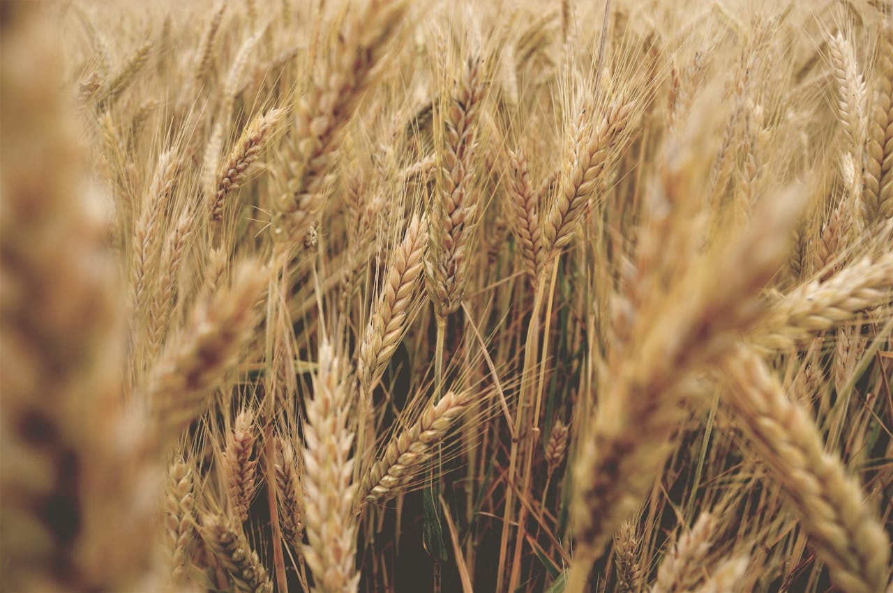 A detailed close-up of golden wheat stalks swaying in a sunny field, conveying nature's rural beauty.
